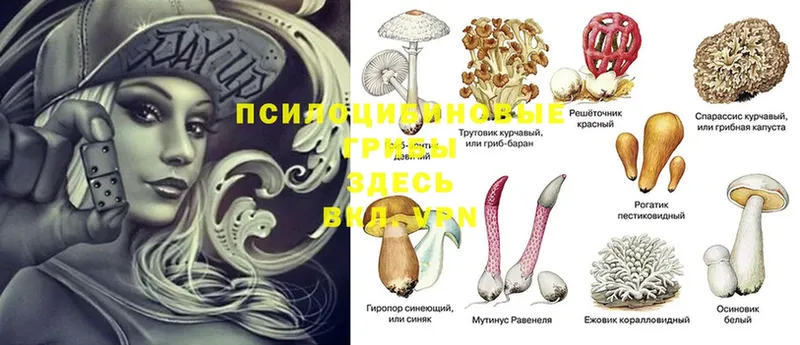 Галлюциногенные грибы Cubensis  что такое наркотик  дарк нет формула  Павловский Посад 